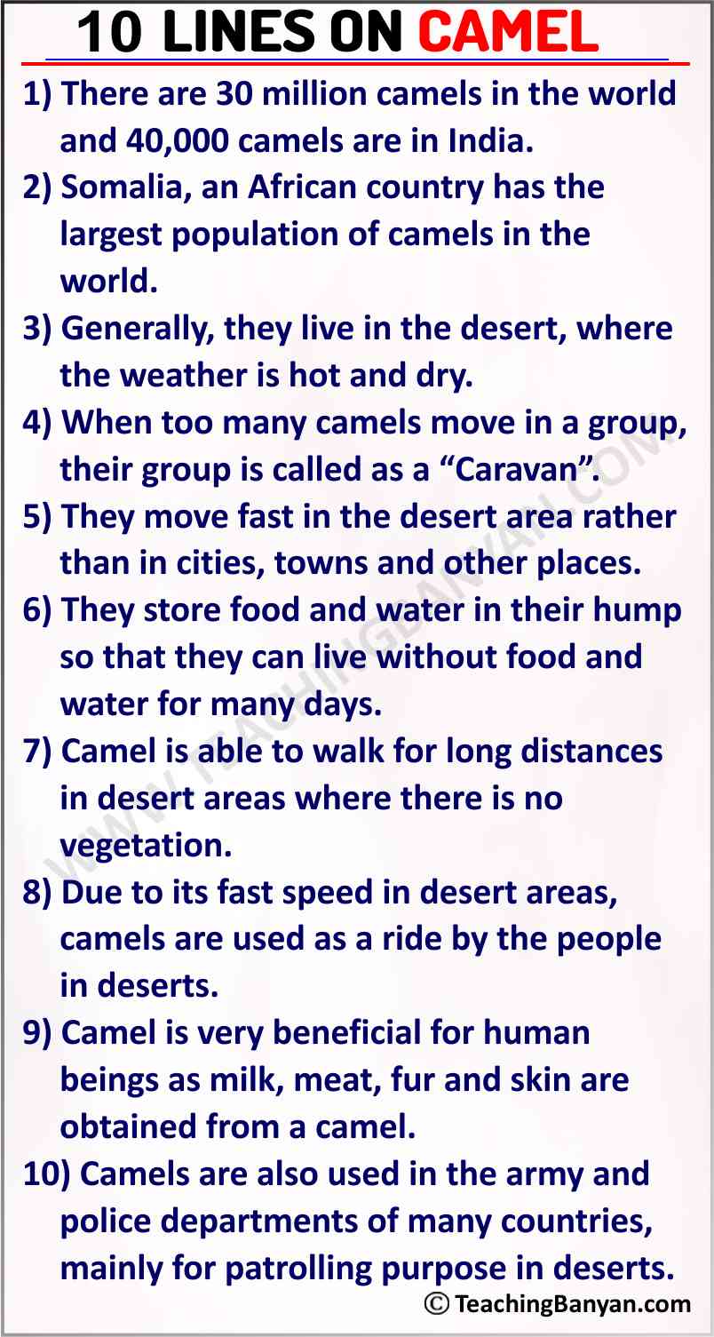 essay on camel for class 6