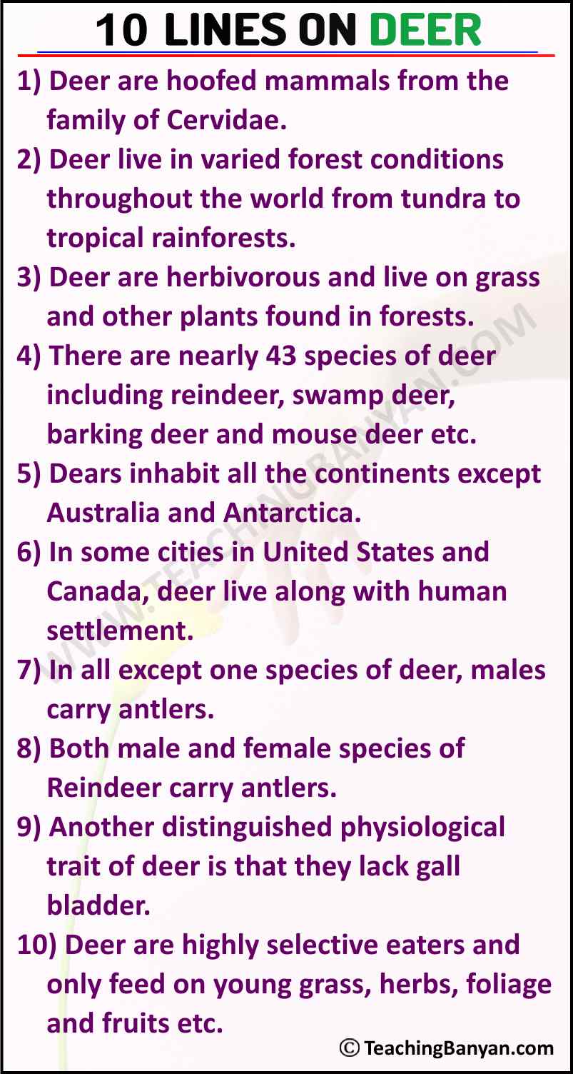 10 Lines on Deer in English for Children and Students of Class 1, 2, 3, 4,  5, 6