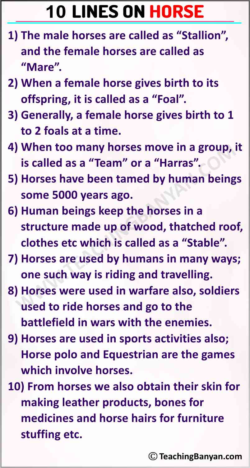 10 Lines on Horse for Children and Students of Class 1, 2, 3, 4, 5, 6