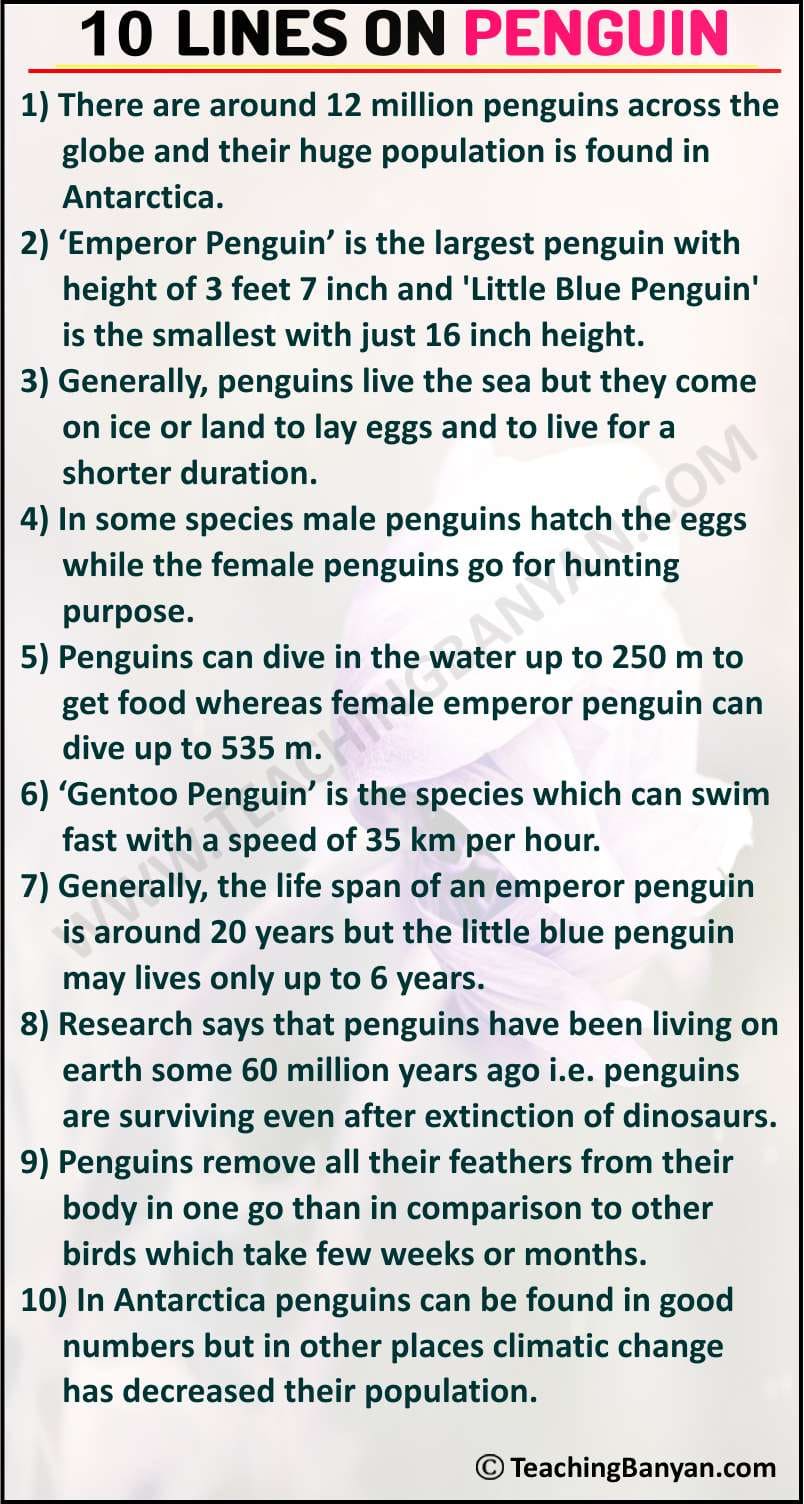 10 Lines on Penguin in English for Children and Students of Class 1, 2, 3,  4, 5, 6