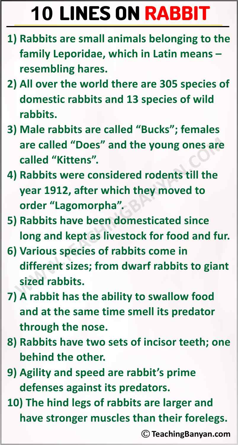 10 Lines on Rabbit for Children and Students of Class 1, 2, 3, 4, 5, 6